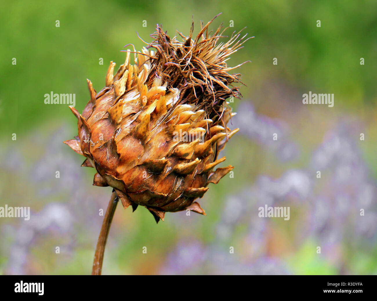 autumnal artichoke Stock Photo