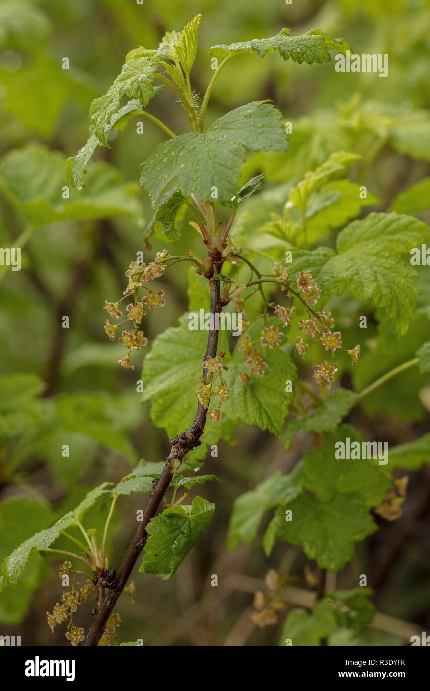 Northern Red Currant, Ribes spicatum, in flower in spring. Stock Photo