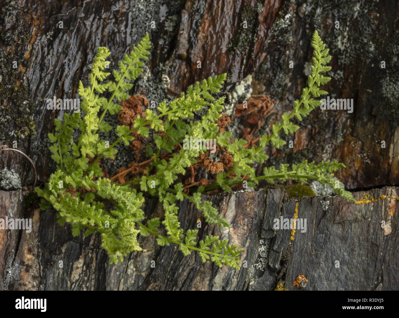 Oblong woodsia, Woodsia ilvensis, fern, in rock crevice. Very rare in UK. Stock Photo