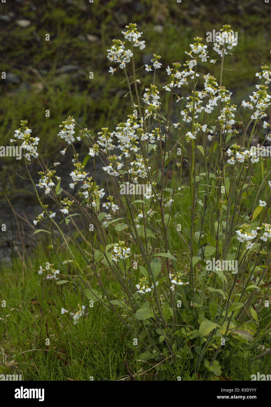 Northern Rock-cress, Arabidopsis lyrata subsp. petraea, in flower in arctic Sweden. Stock Photo