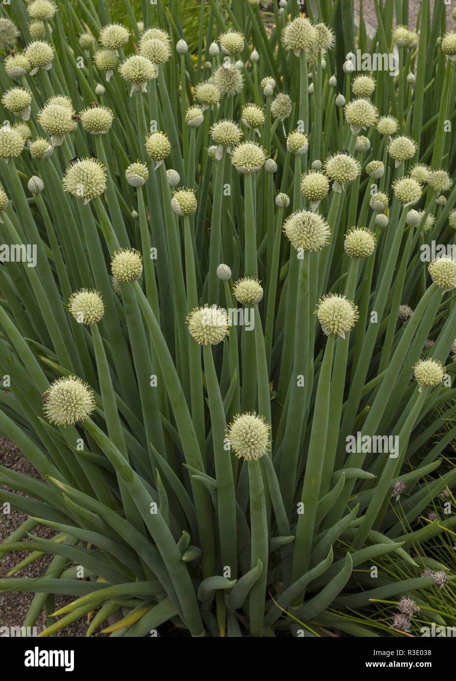 Japanese Bunching Onion Stock Photos Japanese Bunching Onion