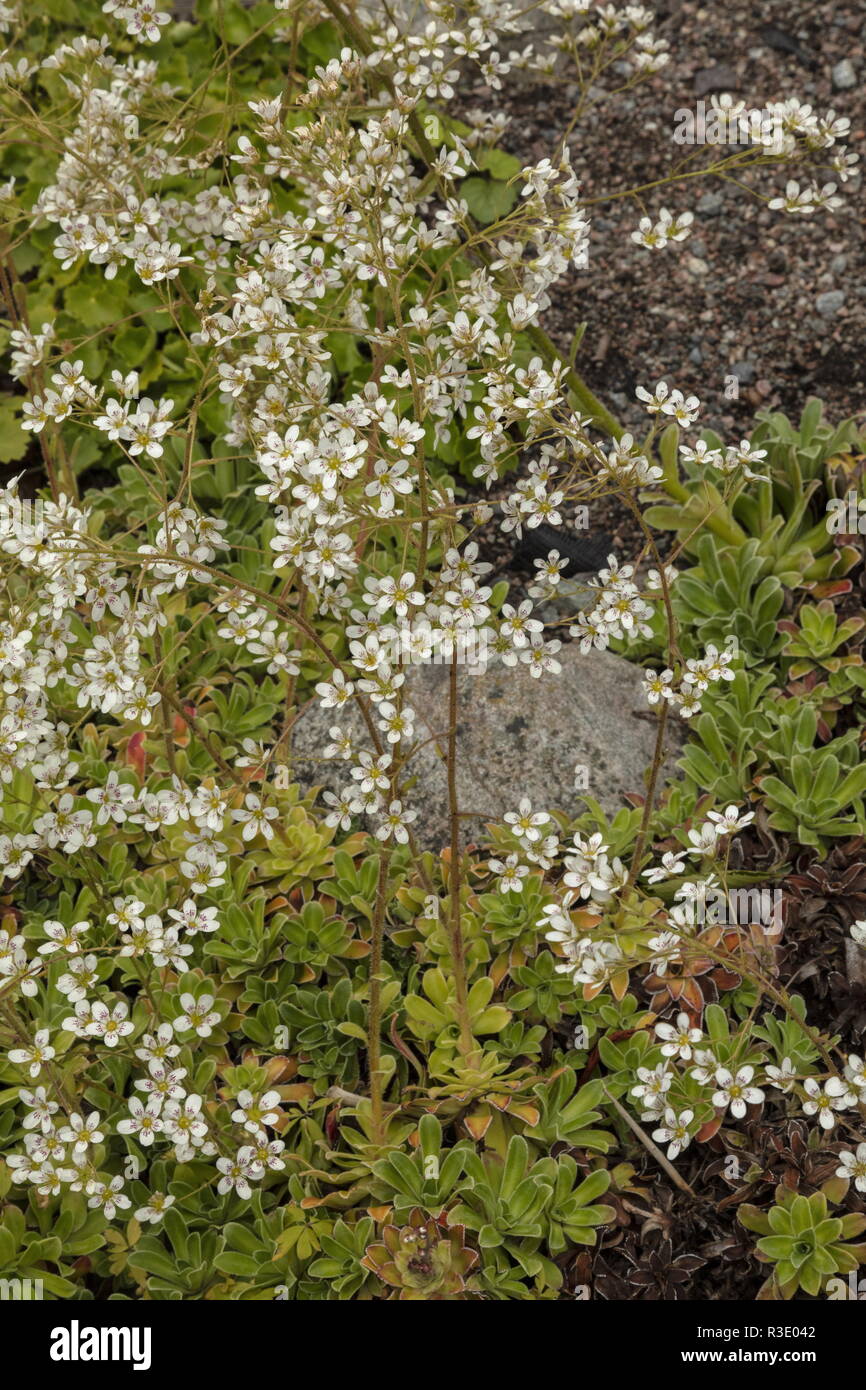 Pyramidal saxifrage, Saxifraga cotyledon, in flower; Norway. Stock Photo