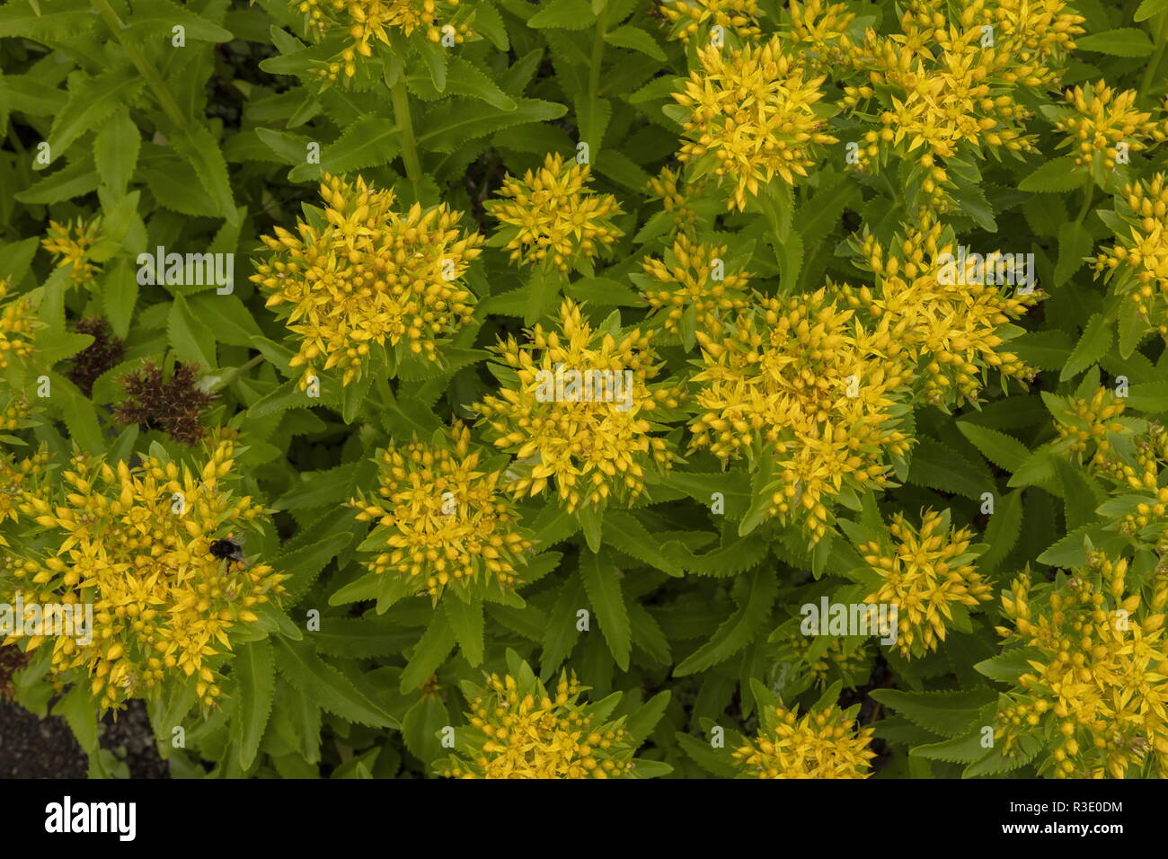 Aizoon stonecrop, Sedum aizoon, in cultivation; from Japan and eastern Asia. Stock Photo