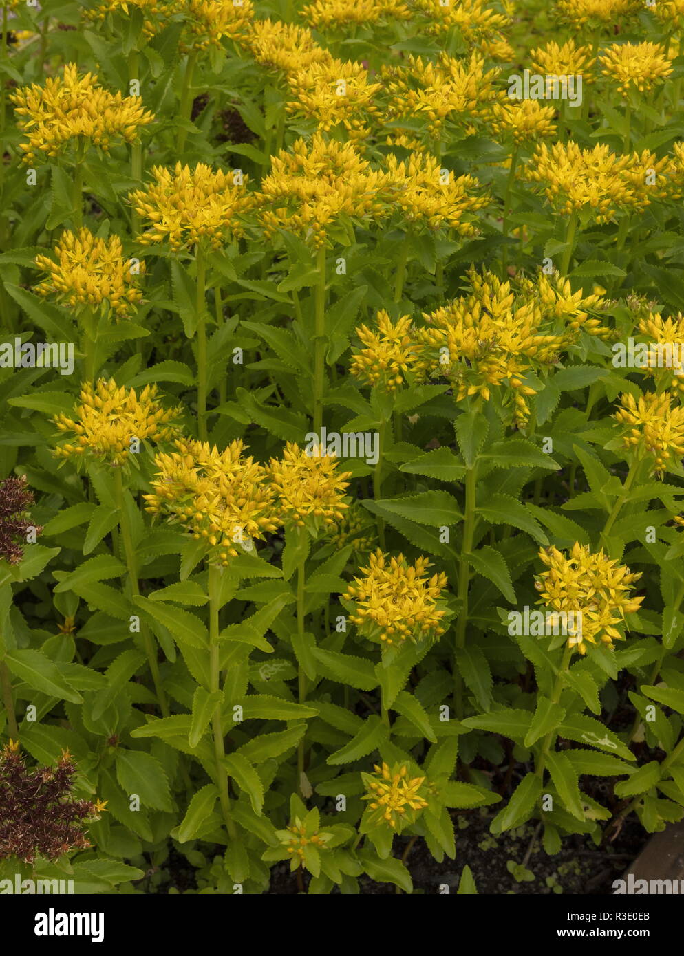 Aizoon stonecrop, Sedum aizoon, in cultivation; from Japan and eastern Asia. Stock Photo