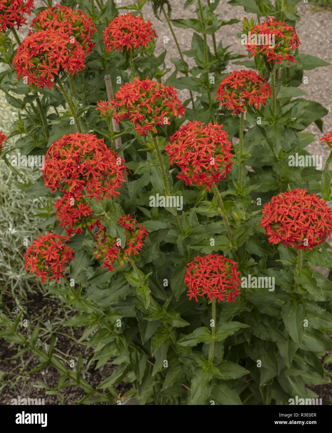 Maltese-cross, lychnis chalcedonica in full flower, in garden. From Russia and China. Stock Photo