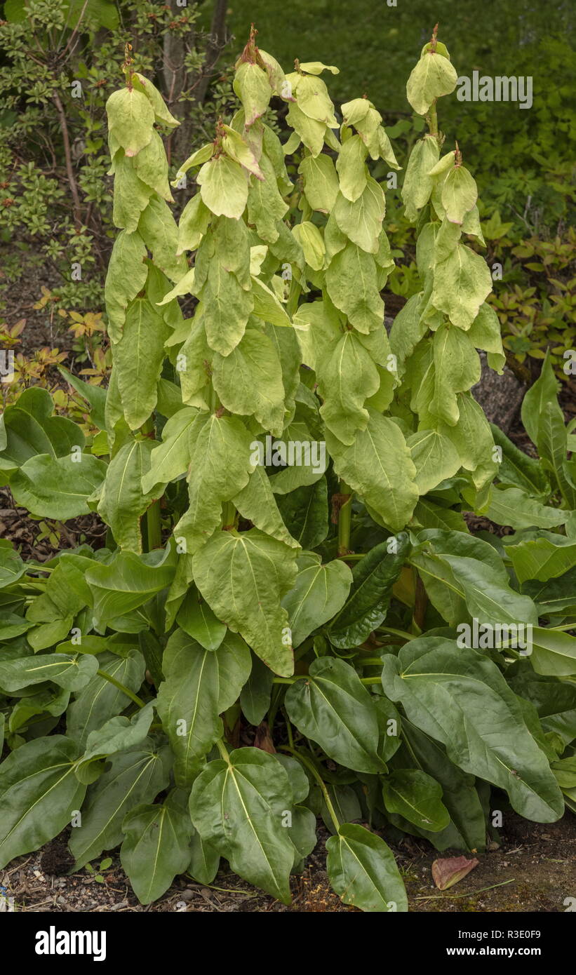 Alexander's Rhubarb, Rheum alexandrae in flower in cultivation. From Tibet. Stock Photo