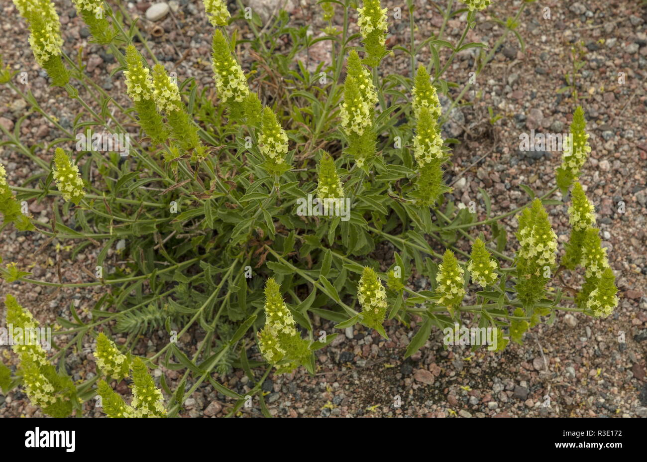 Hairy Ironwort, Sideritis hirsuta, south-west Spain. Stock Photo