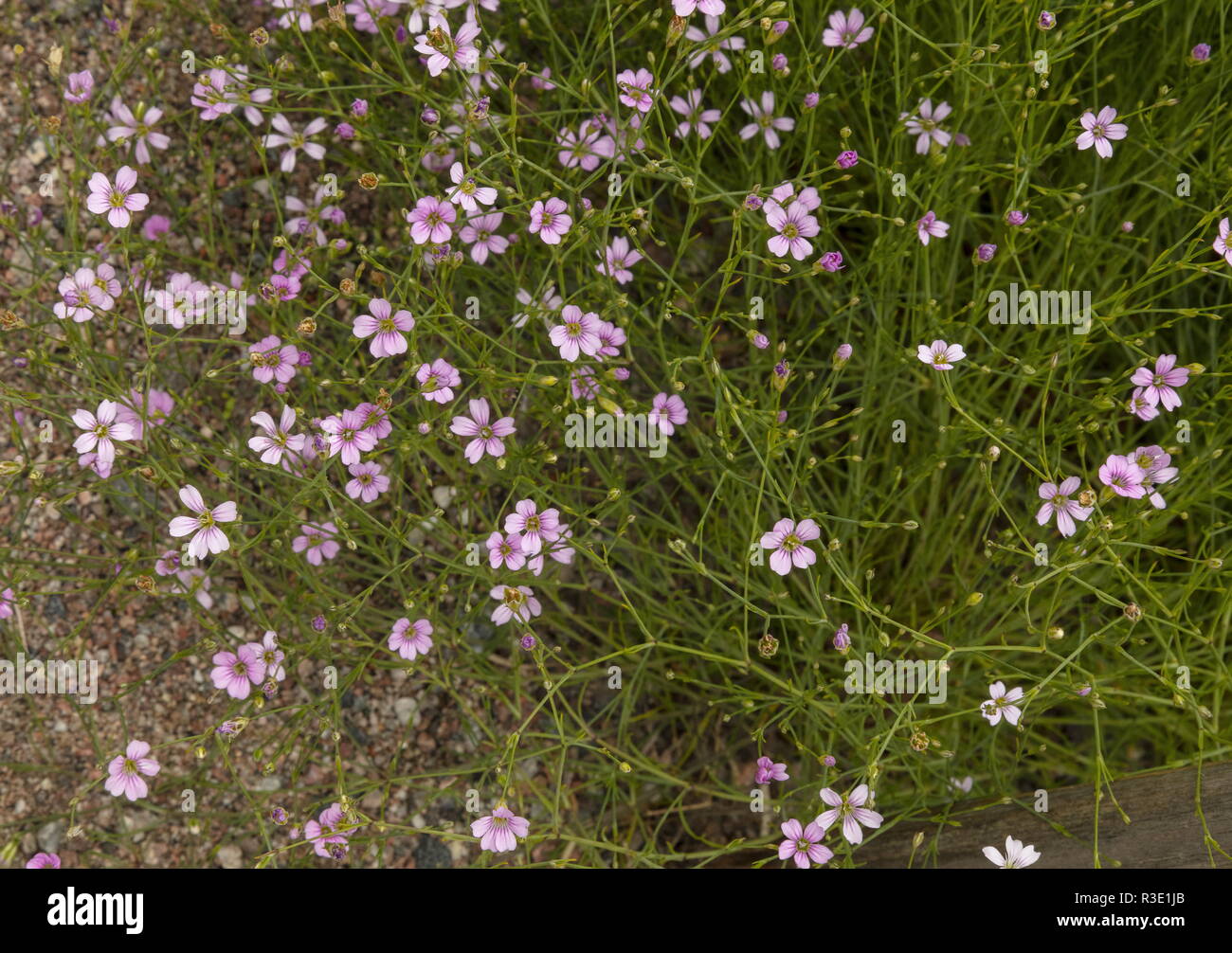 Tunic flower, Petrorhagia saxifraga in flower; southern Europe. Stock Photo