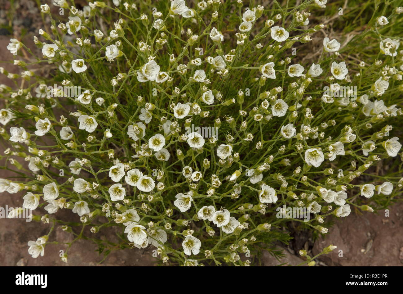 Large-flowered Sandwort, Arenaria grandiflora, in flower, south Europe. Stock Photo