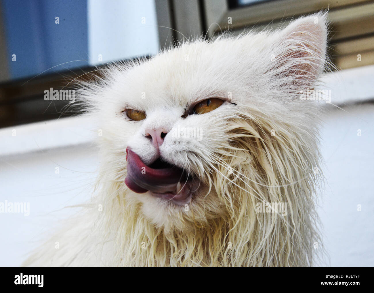 Angry wet cat licking its mouth Stock Photo