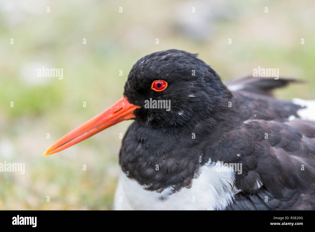 Closeup photo of an Oyster catcher sitting on the grass with shallow depth of field shot. space for text Stock Photo