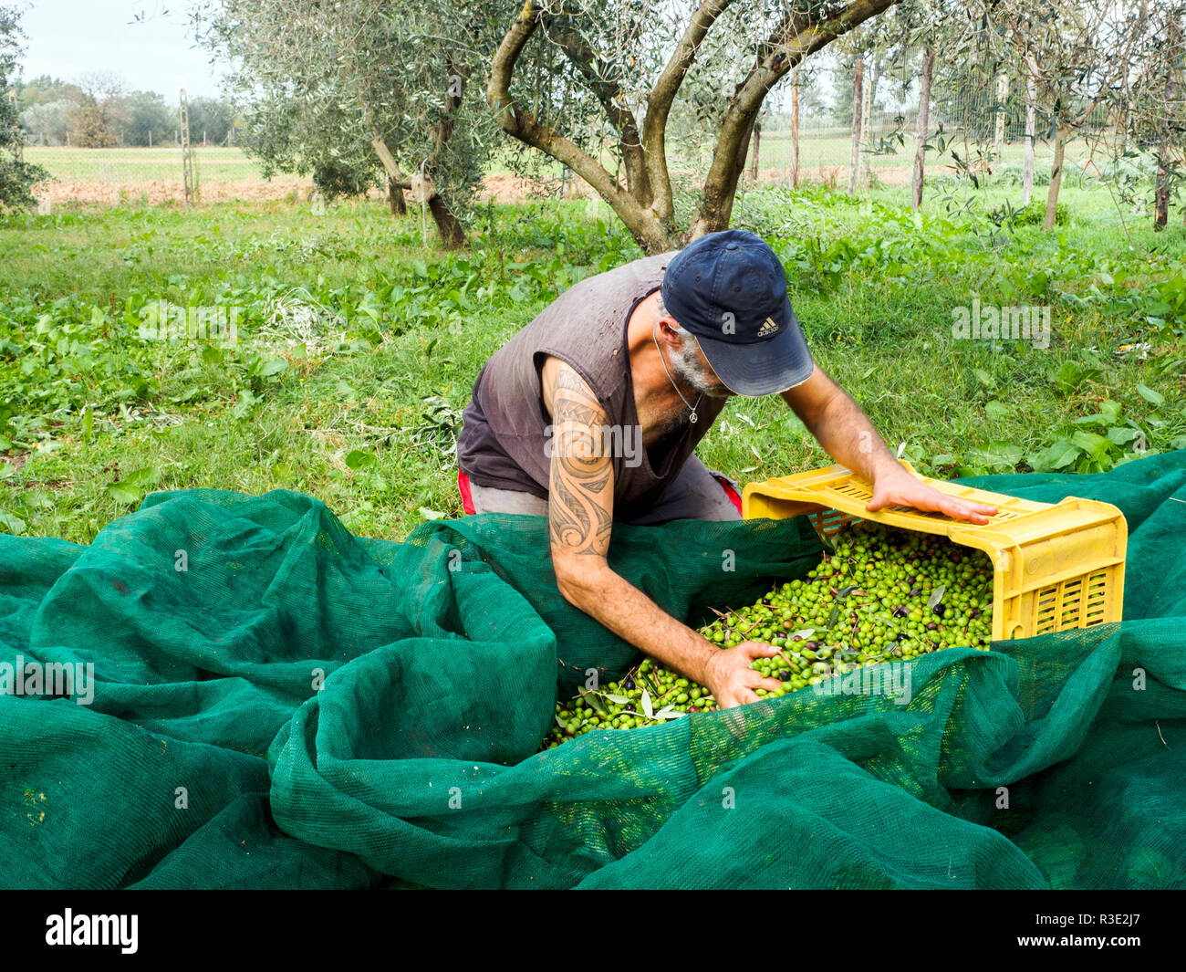Olive harvesting hires stock photography and images Alamy