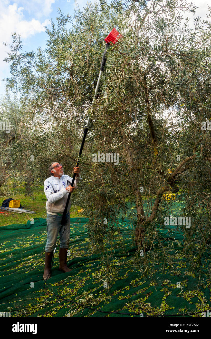 Olives harvesting - Tuscany, Italy Stock Photo