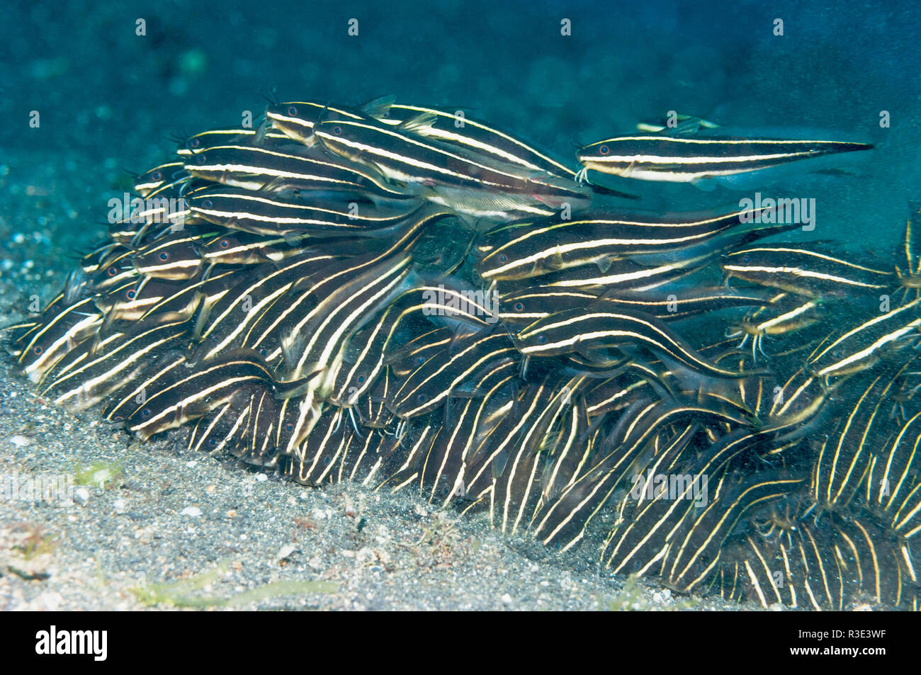 Striped catfish [Plotosus lineatus] school feeding on sea bed.  West Papua, Indonesia. Stock Photo