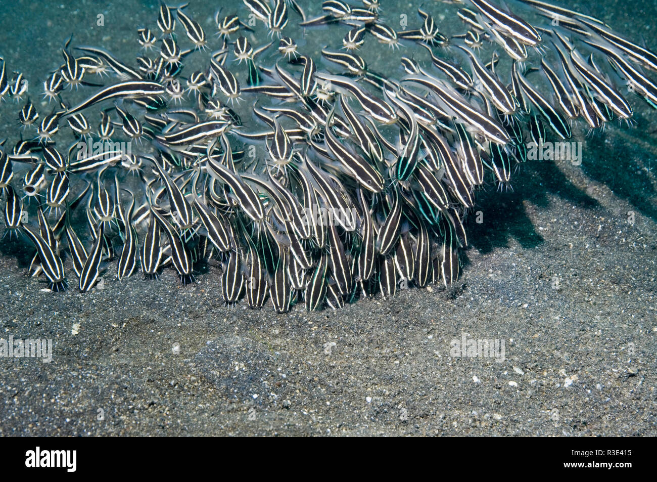 Striped catfish [Plotosus lineatus] school feeding on sea bed.  West Papua, Indonesia. Stock Photo