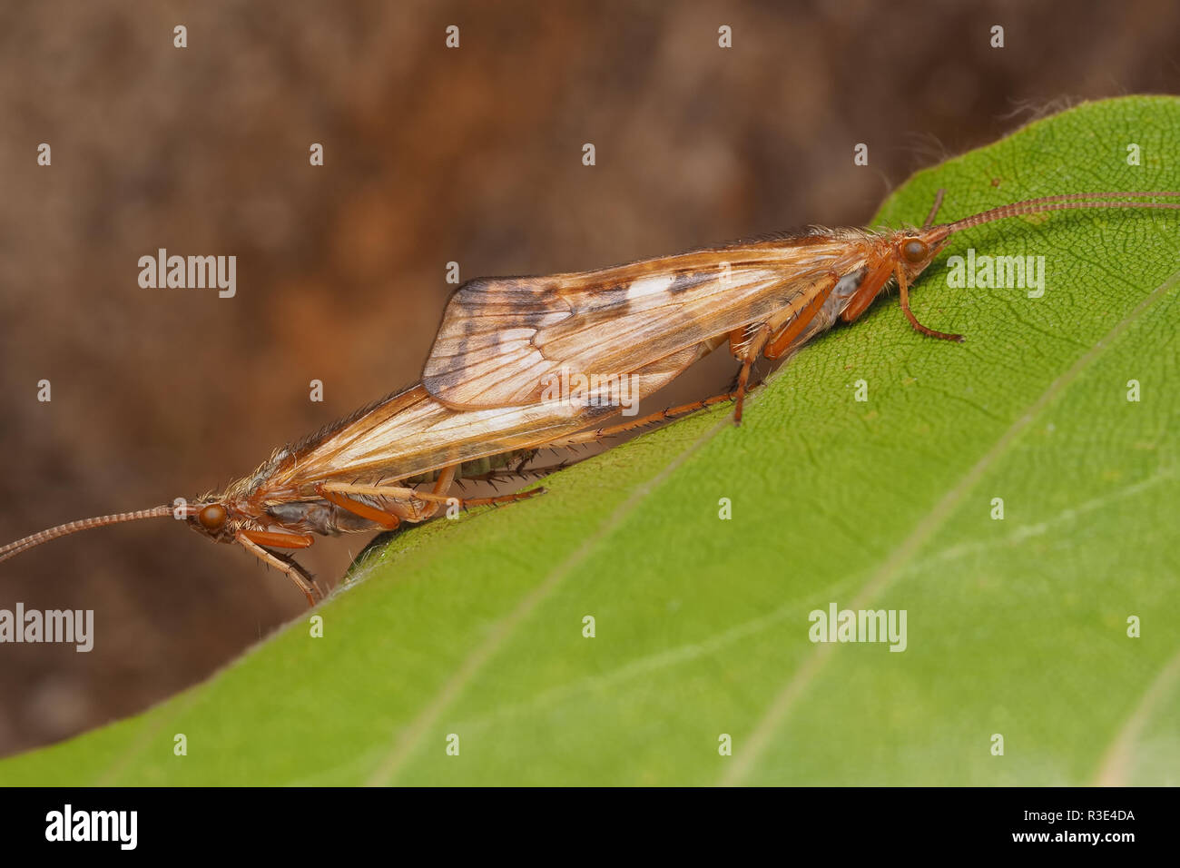 Caddisflies hires stock photography and images Alamy