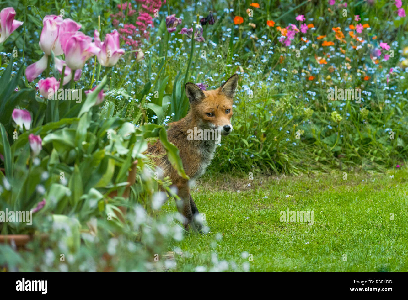 Red fox [Vulpes vulpes] vixen in garden.  London, UK. Stock Photo