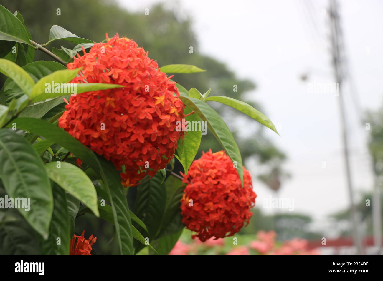 Beautiful Rangam flower of Bangladesh Stock Photo