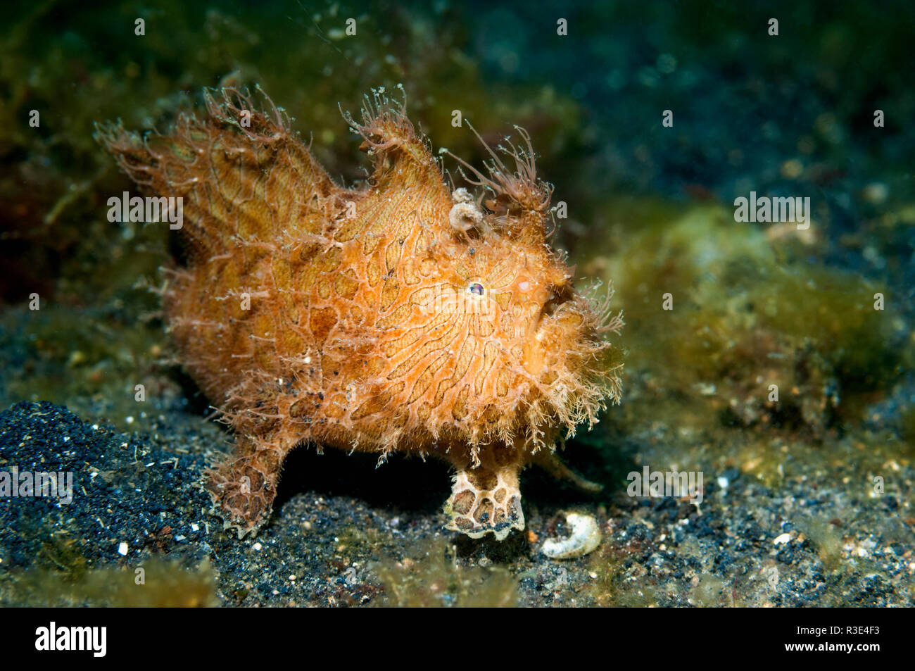 Striped hairy frogfish hires stock photography and images Alamy