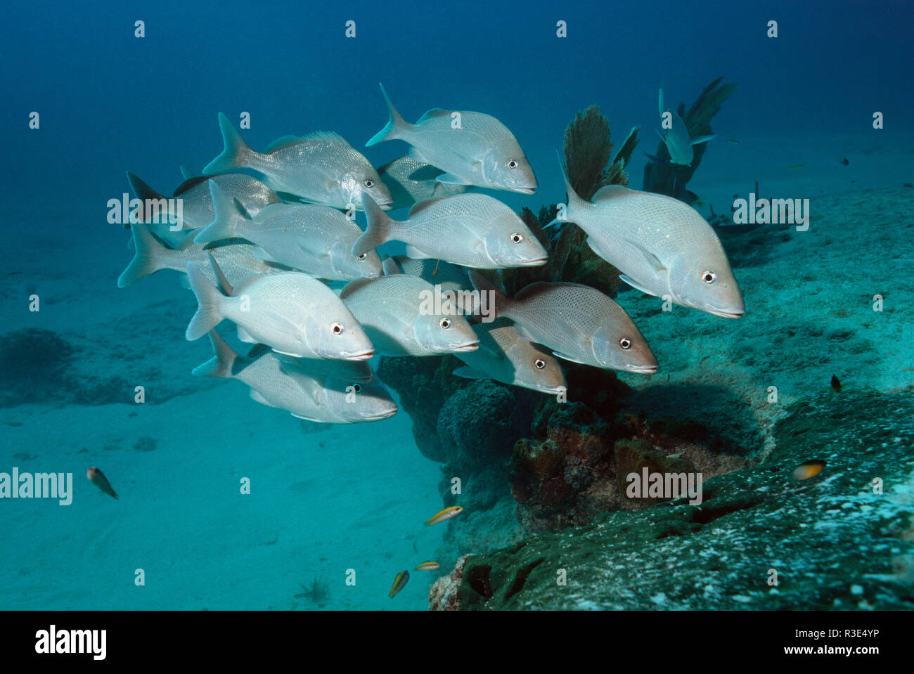 Margate (Haemulon melanurum).  Bimini, Bahamas, Caribbean, Atlantic. Stock Photo