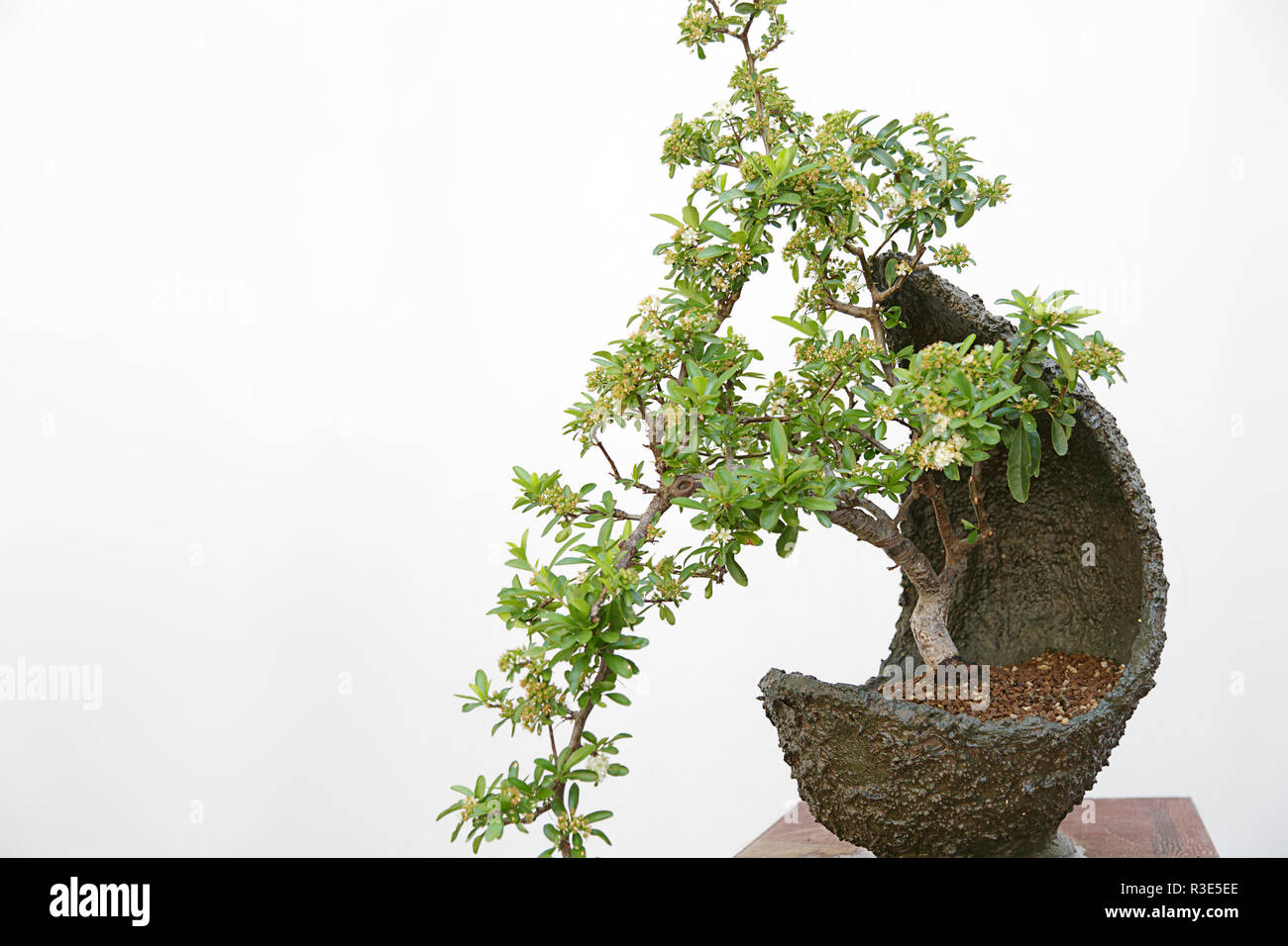 Pyracantha coccinea bonsai on a wooden table and white background Stock Photo