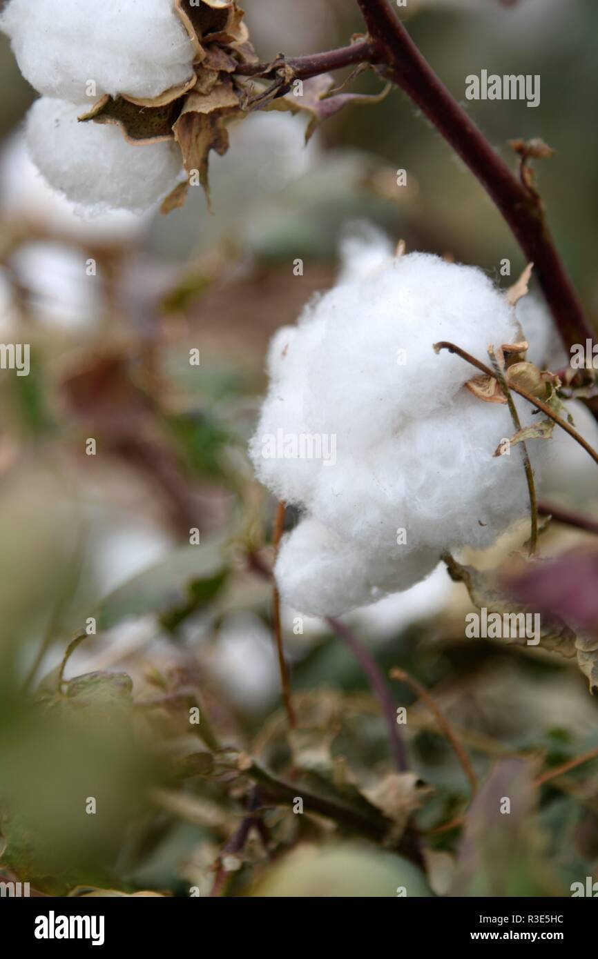 Cotton in fields ready to be picked Stock Photo