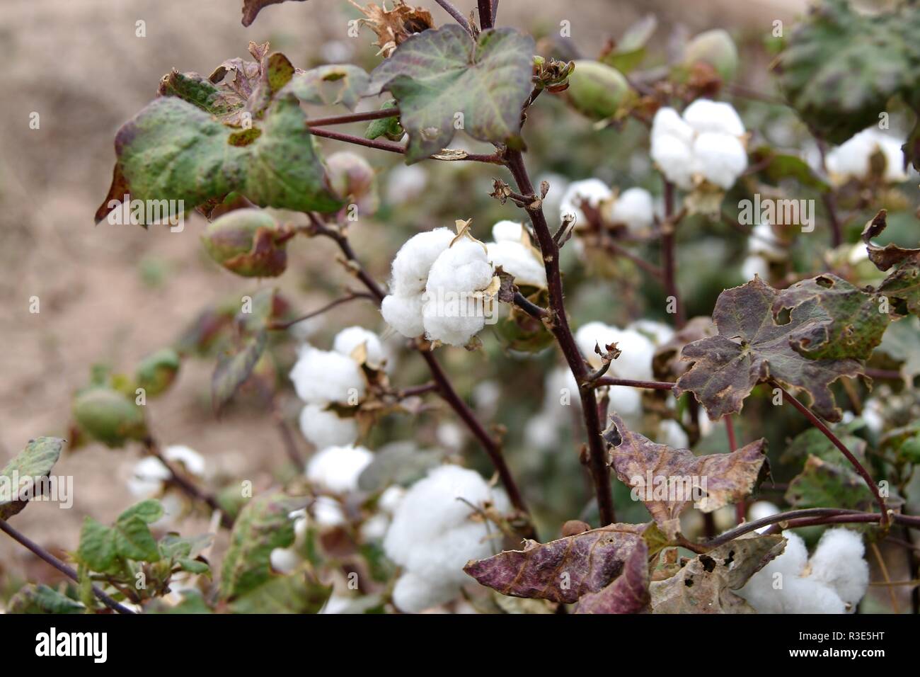 Cotton in fields ready to be picked Stock Photo