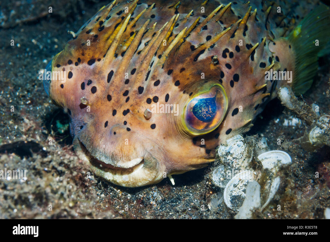 Obicular burfish or porcupinefish [Cyclichthys orbicularis].  Lembeh Strait, North Sulawesi, Indonesia. Stock Photo