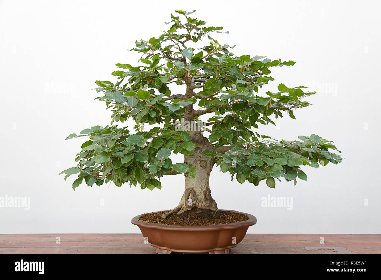 Bonsai Beech Tree High Resolution Stock Photography and Images - Alamy Bonsai Beech Tree High Resolution Stock Photography and Images - Alamy