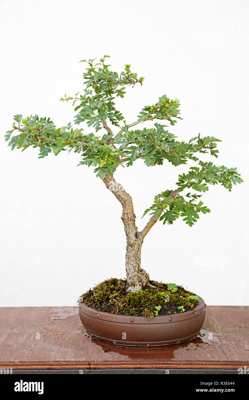 Common hawthorn (crataegus monogyna) bonsai on a wooden table and white  background Stock Photo - Alamy