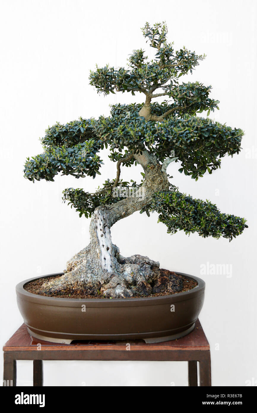 Olive (Olea europaea) bonsai on a wooden table and white background Stock  Photo - Alamy