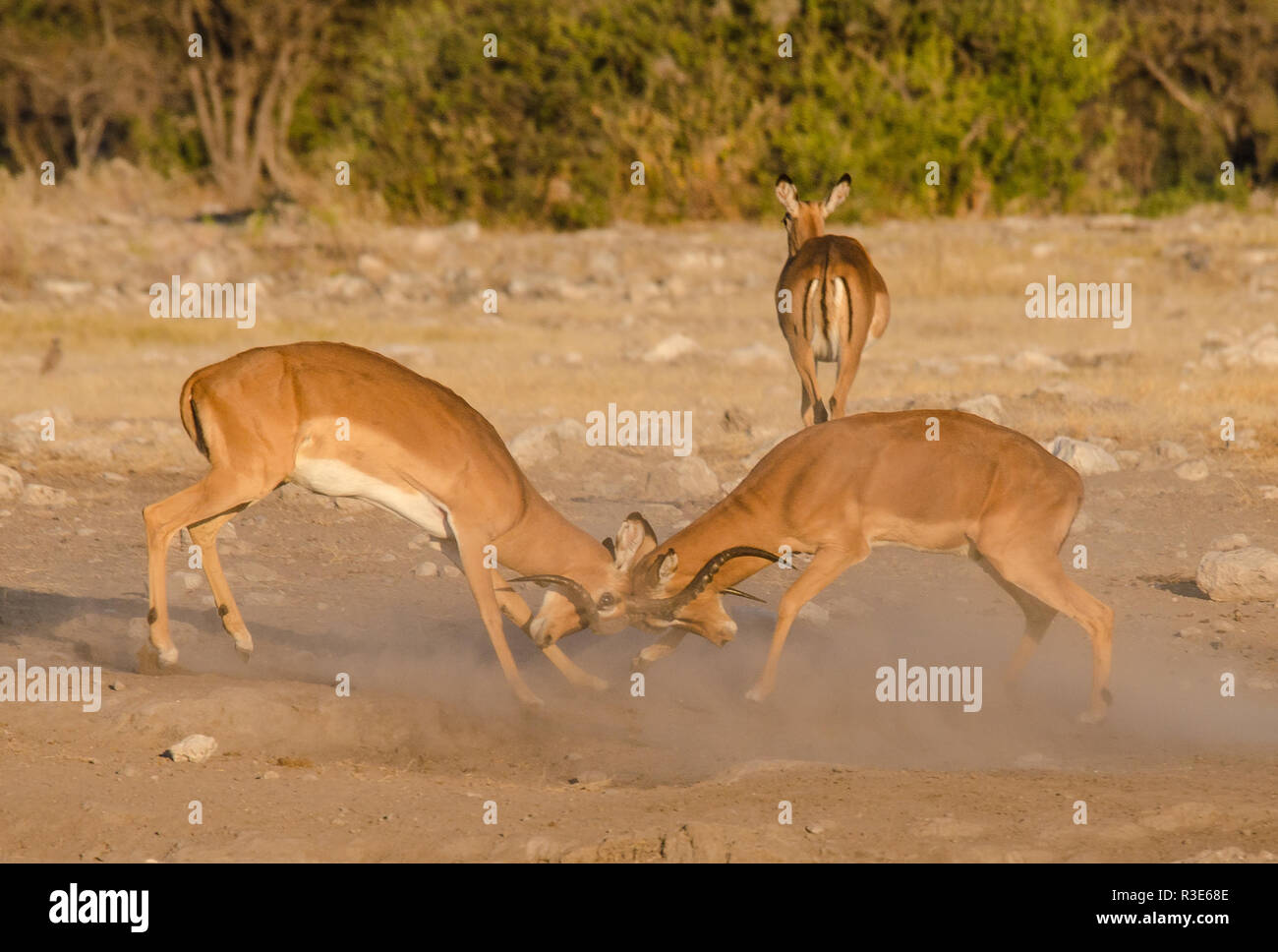 Black faced impala fighting Stock Photo