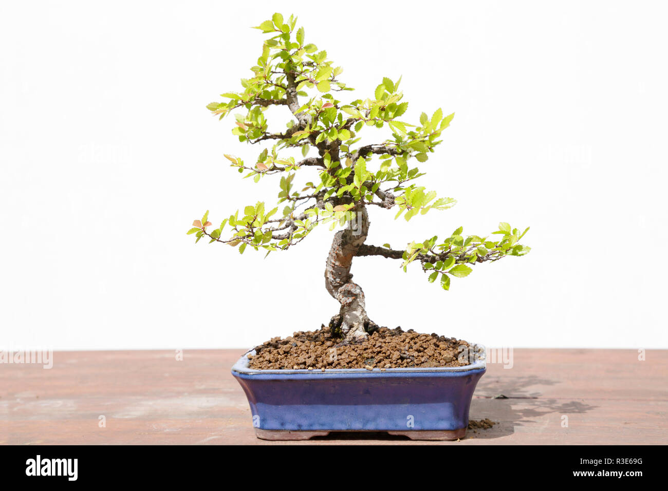Chinese elm (Ulmus parvifolia) bonsai on a wooden table and white background Stock Photo