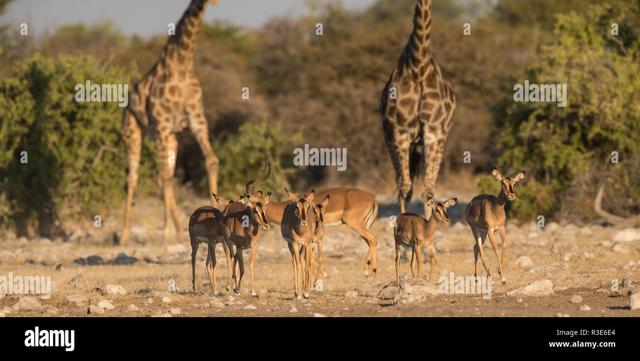 black faced impala withe giraffes in background Stock Photo