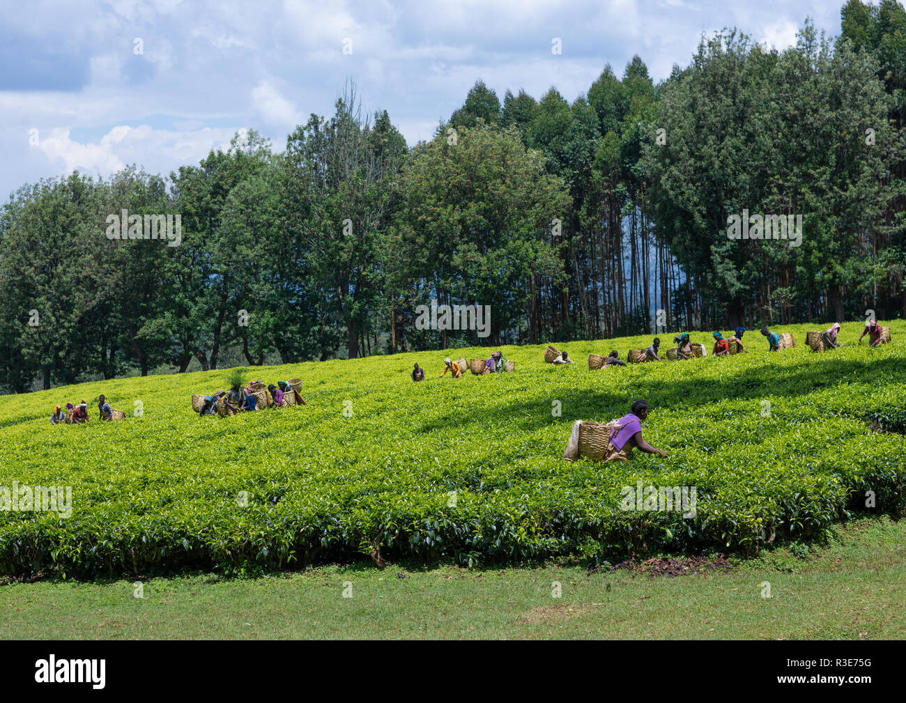 Ethiopian people working at green tea plantation, Keffa, Bonga, Ethiopia Stock Photo