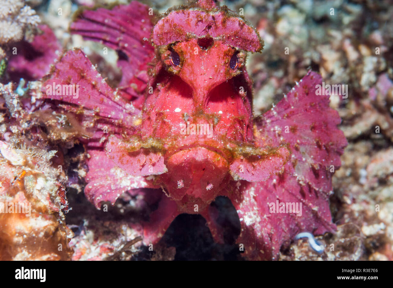 weird fish stock photos