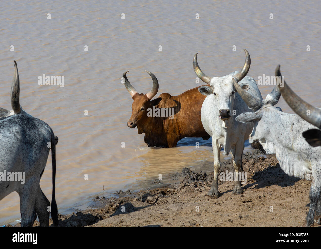 Cows drinking water in a lake, Afar region, Semera, Ethiopia Stock