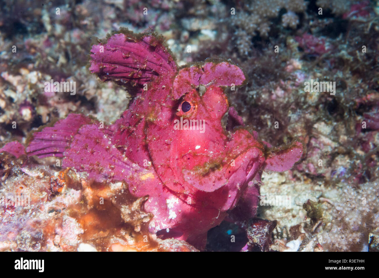 Paddle-flap scorpionfish [Rhinopias eschmeyeri].  Puerto Galera, Philippines. Stock Photo