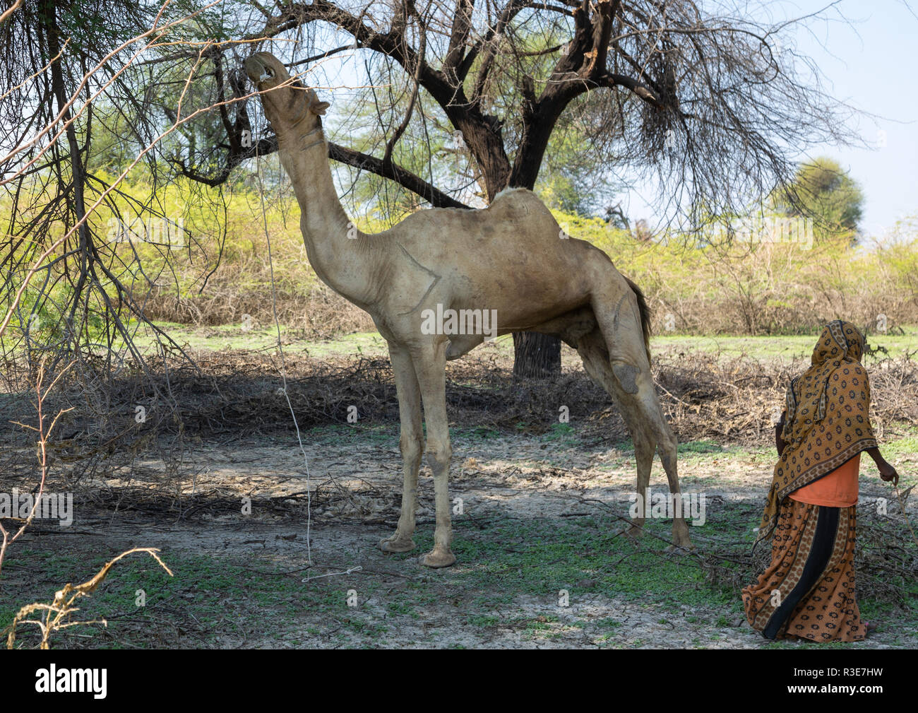 Camel eating a tree, Afar region, Semera, Ethiopia Stock Photo Alamy