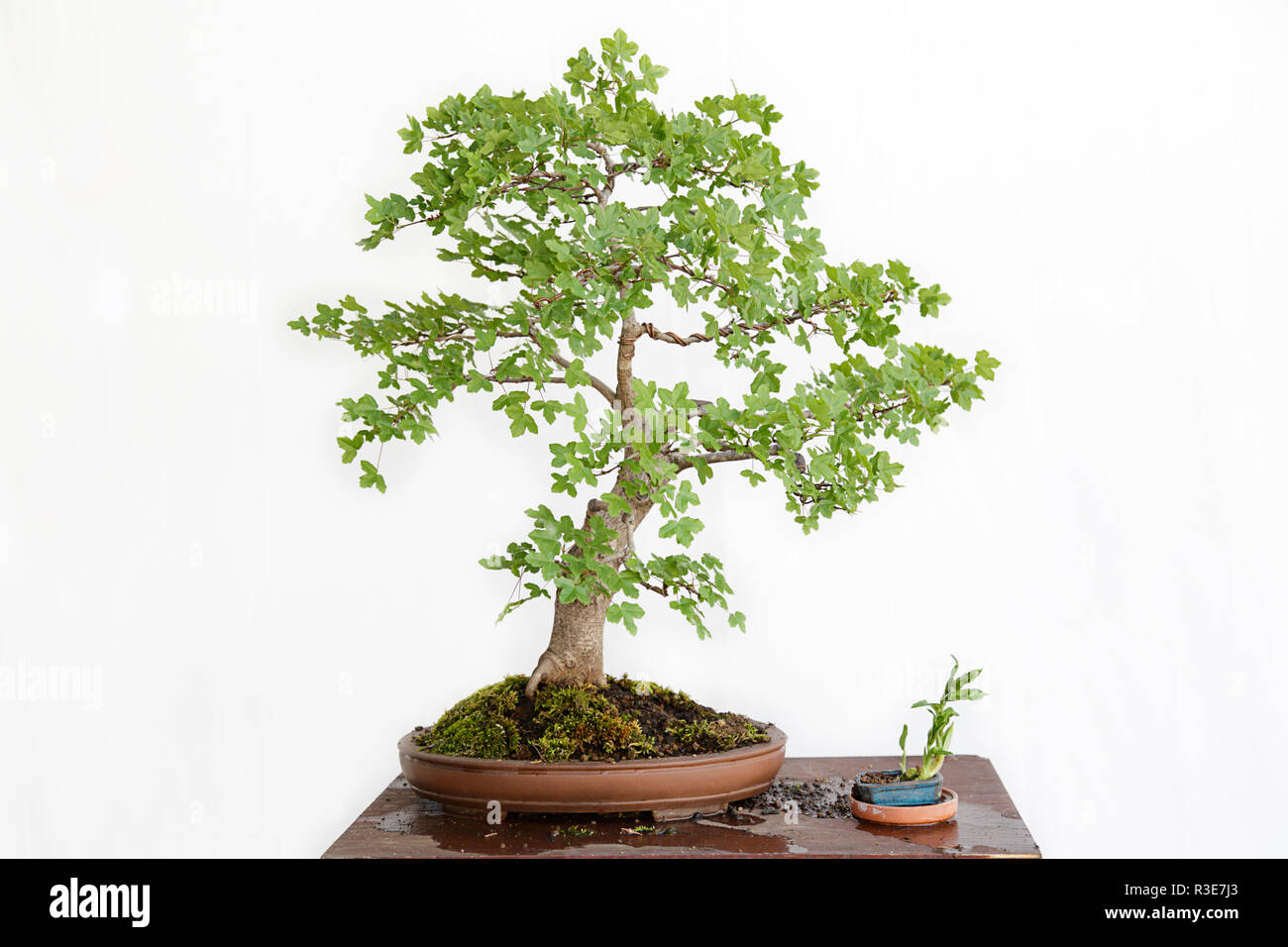 Montpellier maple (Acer monspessulanum) bonsai on a wooden table and white  background Stock Photo - Alamy