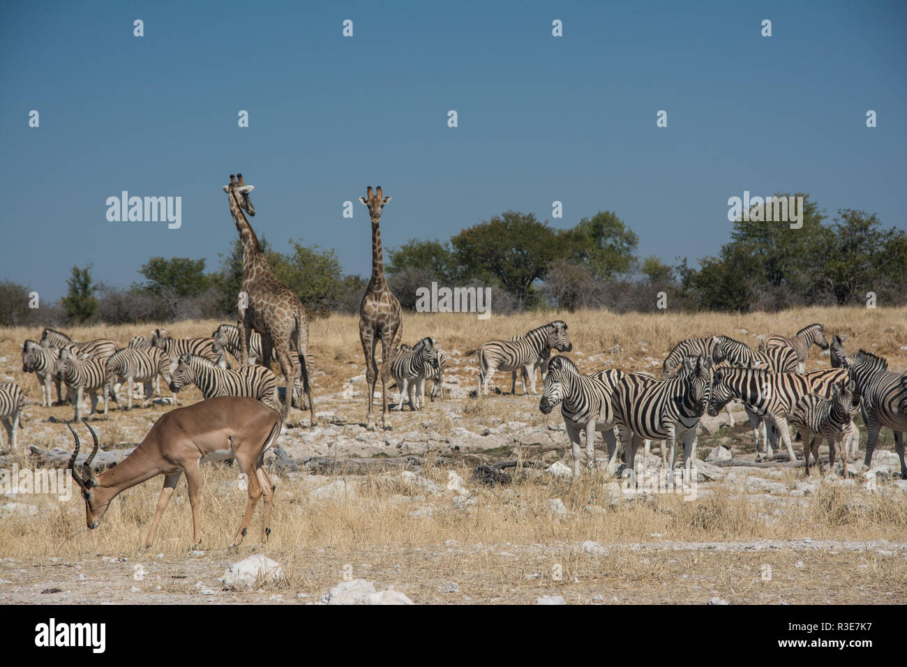 Zebras and giraffe at a waterhole Stock Photo