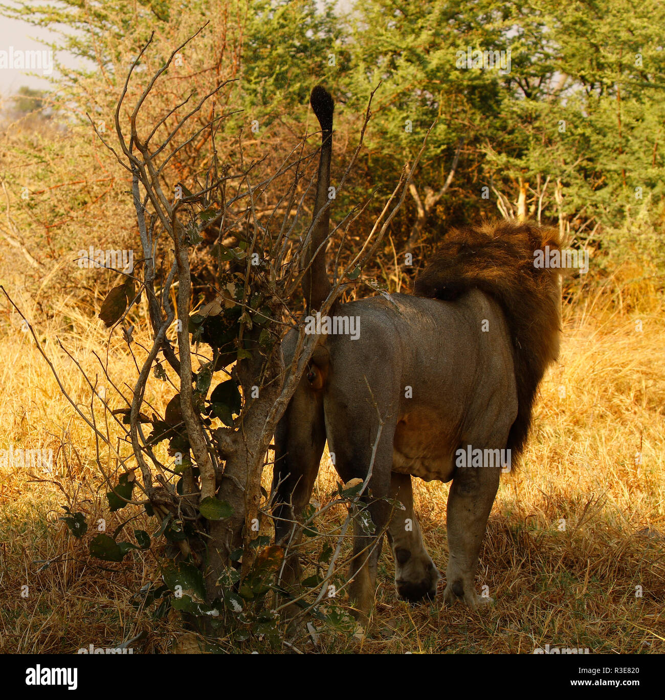 Lions great hunters and a sociable animals Stock Photo Alamy