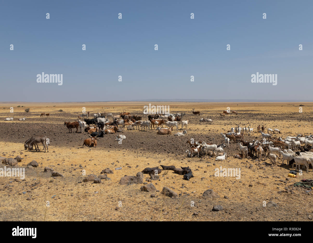 Cattle of somali people  in a dry field, Afar Region, Gewane, Ethiopia Stock Photo