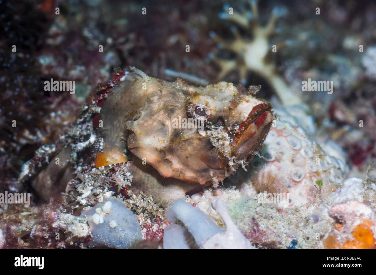 Humpback scorpionfish [Scorpeanopsis diabolus].  Puerto Valera, Philippines. Stock Photo