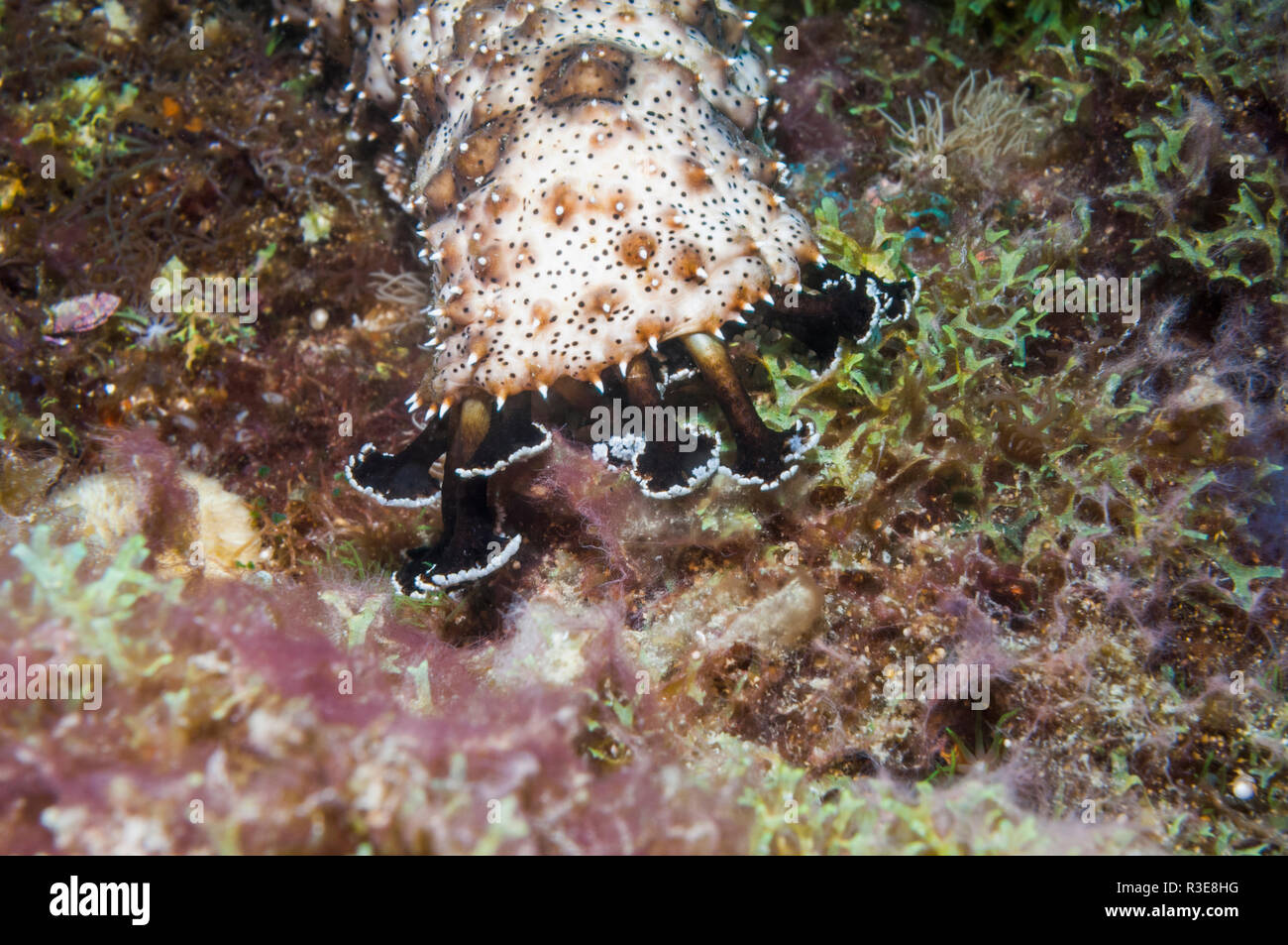 Graeff's sea cucumber [Bohadschia graeffei].  Cebu, Malapascua, Philippines. Stock Photo