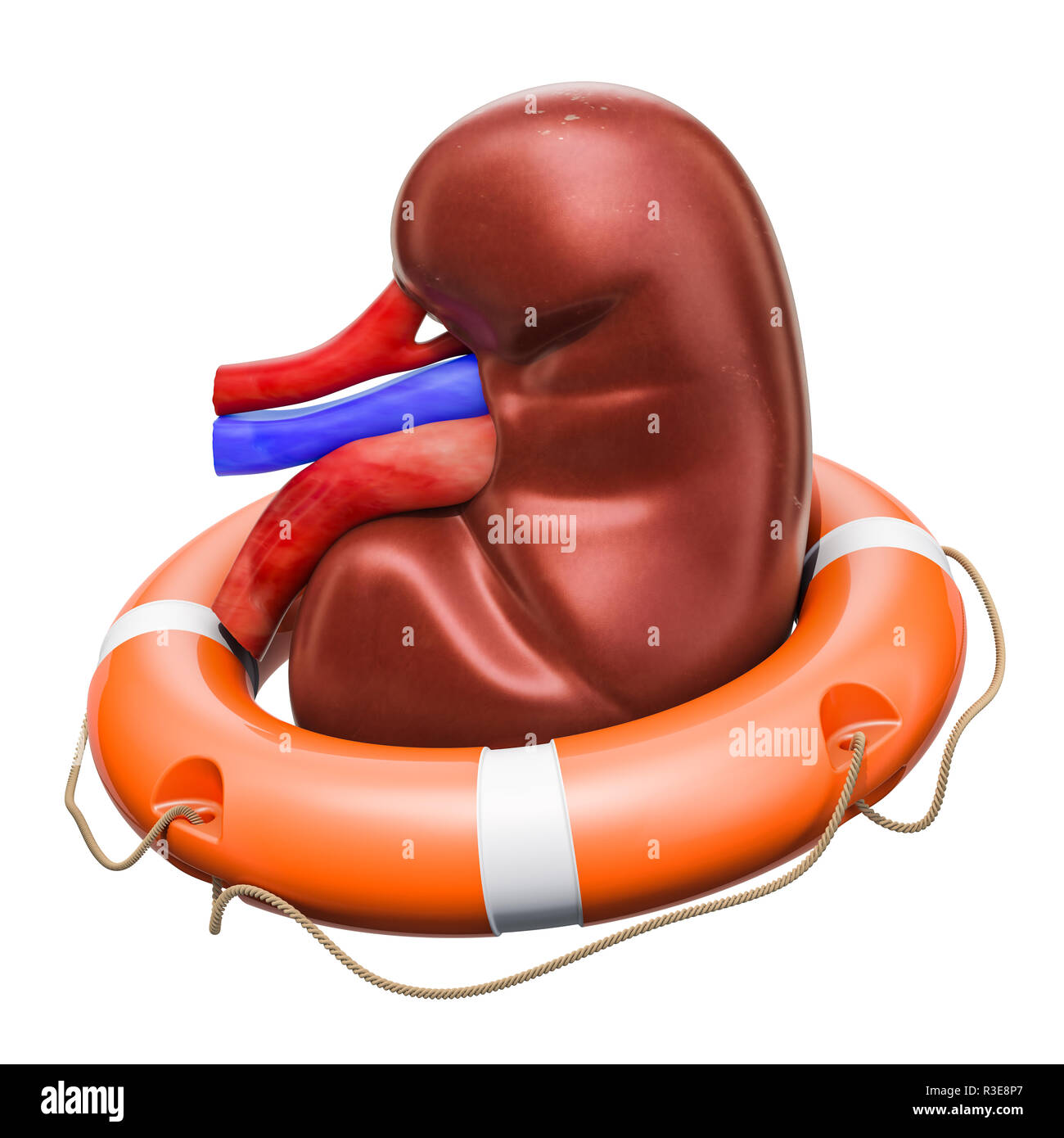 Human kidney with lifebelt, kidney protect concept. 3D rendering ...