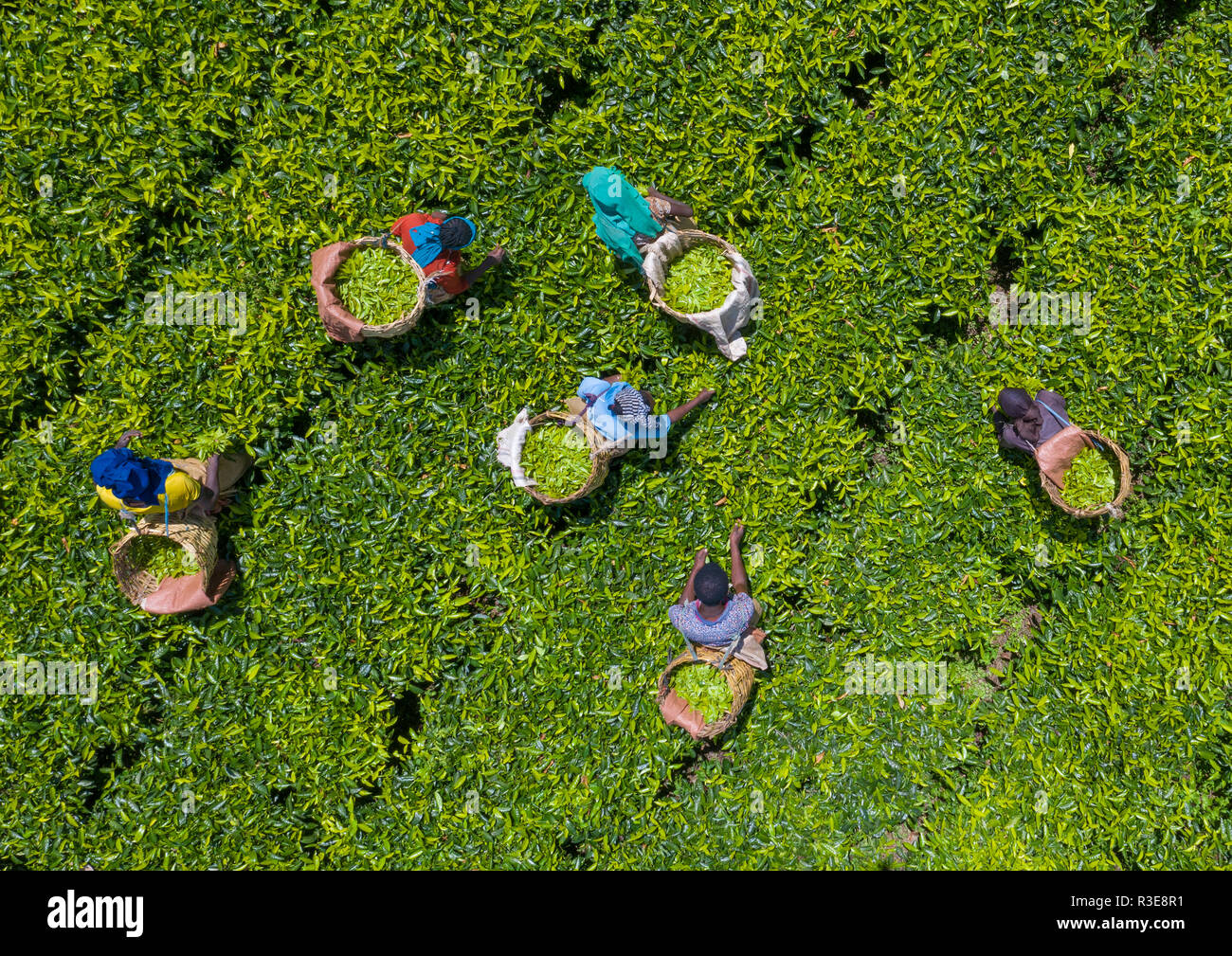 Keffa Aerial view of ethiopian people working at green tea plantation, Keffa ...