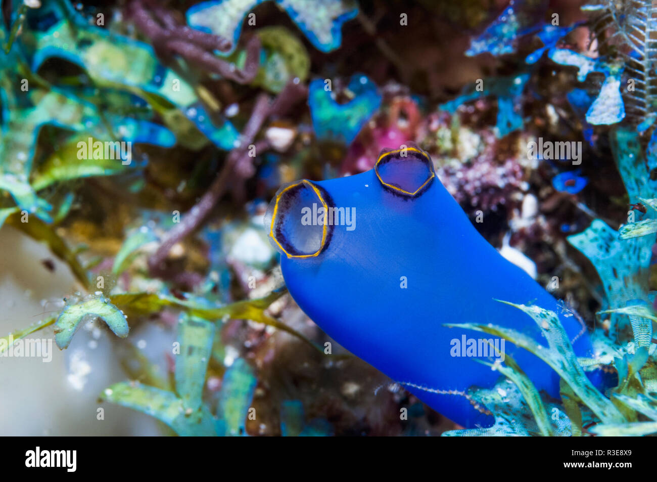 Blue sea squirt [Clavellina caerulea].  Puerto Galera, Philippines. Stock Photo