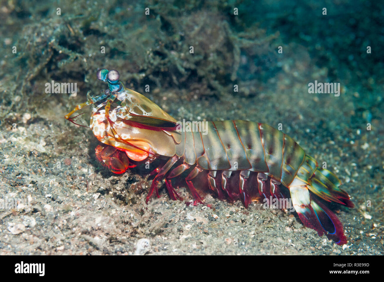 Mantis shrimp up close hires stock photography and images Alamy
