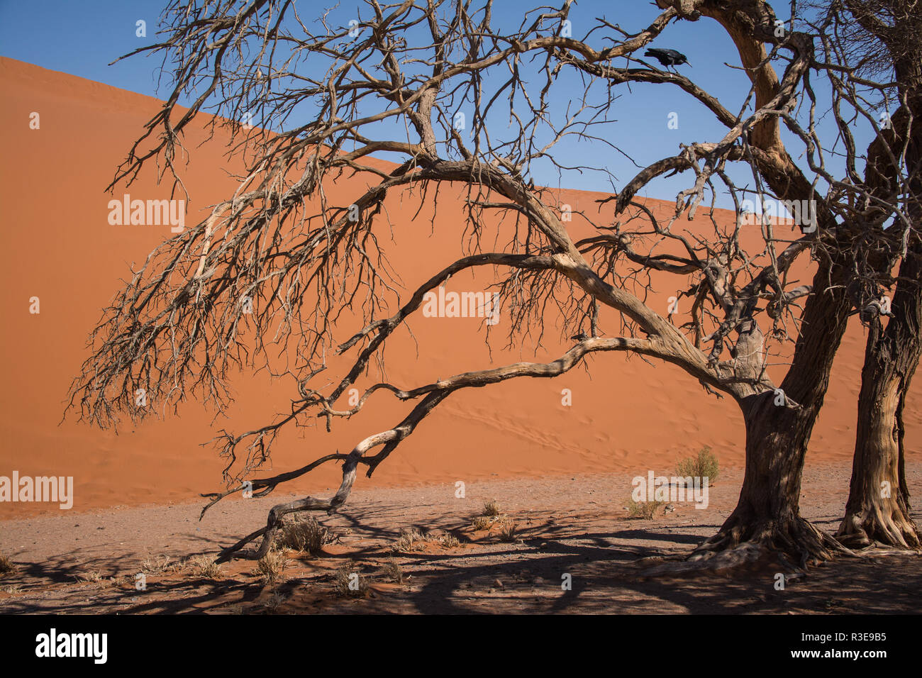 Scenic Sossusvlei in Namib-Naukluft national park in Namibia Stock Photo